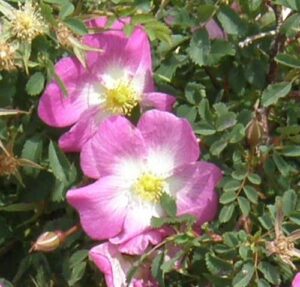 Glory of Edzell, spring