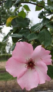 Dainty Bess, bush or climber