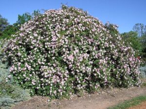 Katie Pianto's rose, rambler, mainly spring