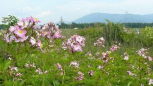 Pre-conference tour: Rosa multiflora adenochaeta