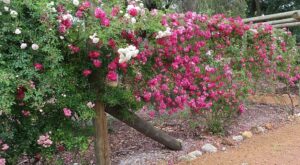 Pinjarra Heritage Rose Garden, WA