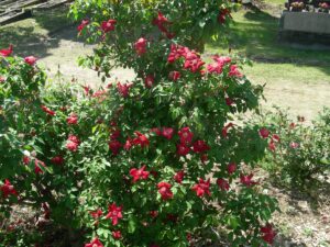 Single red china ('Sanguinea'?) at Rookwood Cemetery