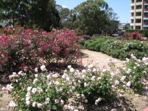 Rumsey memorial rose garden