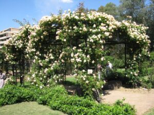 Rumsey memorial rose garden