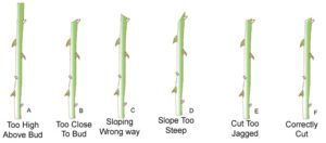 Pruning Examples