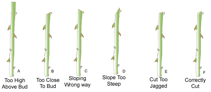 Pruning Examples Pruning Examples
