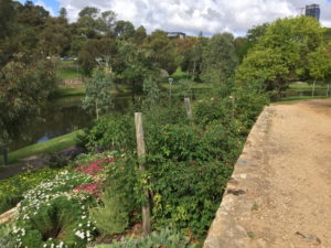 North Bank Heritage Roses Adelaide