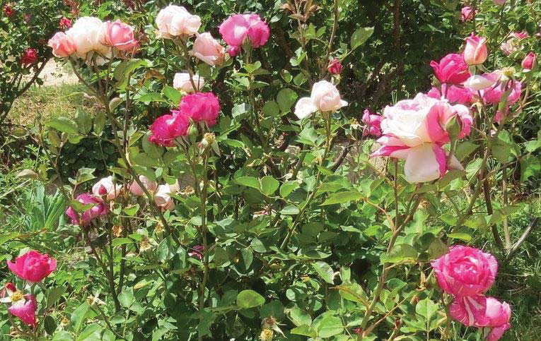 Careless Love Roses