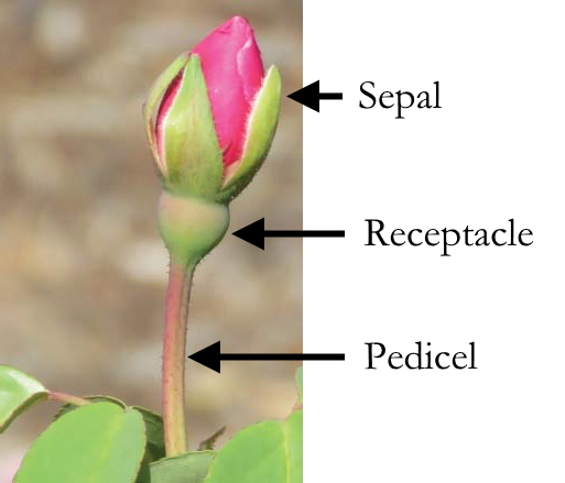 Sepal, Receptacle and Pedicel