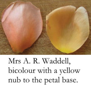 Identifying Roses – Heritage Roses in Australia