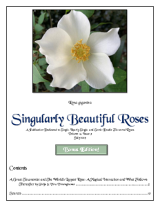Singularly Beautiful Roses – Volume 14 Issue 3 Jul 2023