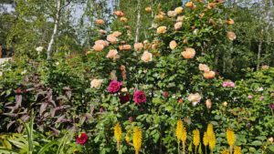 John Nieuwesteeg's Garden, Yellingbo, Vic.