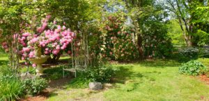 Marysville Heritage Rose Garden, Marysville, Vic.