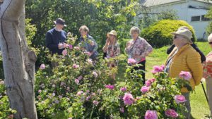Mornington Botanical Rose Garden, Mornington, Vic.