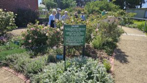 Mornington Botanical Rose Garden, Mornington, Vic.