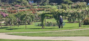 Victorian State Rose Garden, Werribee, Vic.