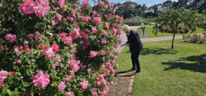 Victorian State Rose Garden, Werribee, Vic.
