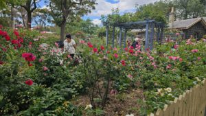 Alister Clark Memorial Rose Garden, Bulla, Vic.