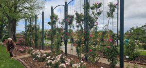 Morwell Centenary Rose Garden, Morwell, Vic.