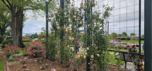 Morwell Centenary Rose Garden, Morwell, Vic.
