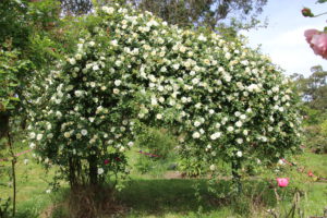 John Nieuwesteeg's Garden, Yellingbo, Vic.