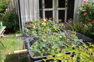 John Nieuwesteeg's Garden, Yellingbo, Vic.