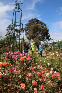 Morwell Centenary Rose Garden, Morwell, Vic.