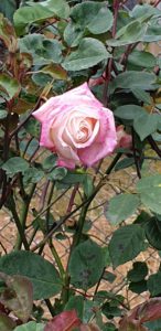 Auguste-Tea 1895, Marysville Heritage Rose Garden, Marysville, Vic.