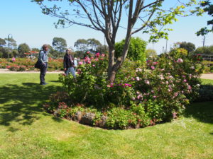 Mornington Botanical Rose Garden, Mornington, Vic.