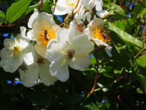 Gentiliana-China 1880, Victorian State Rose Garden, Werribee, Vic.