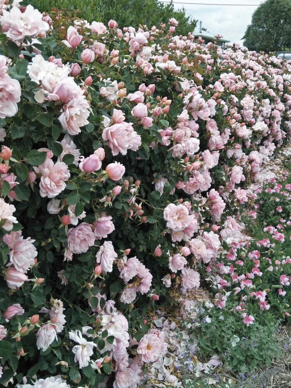 Heritage Roses in Australia Conference 2025 – Heritage Roses in Australia