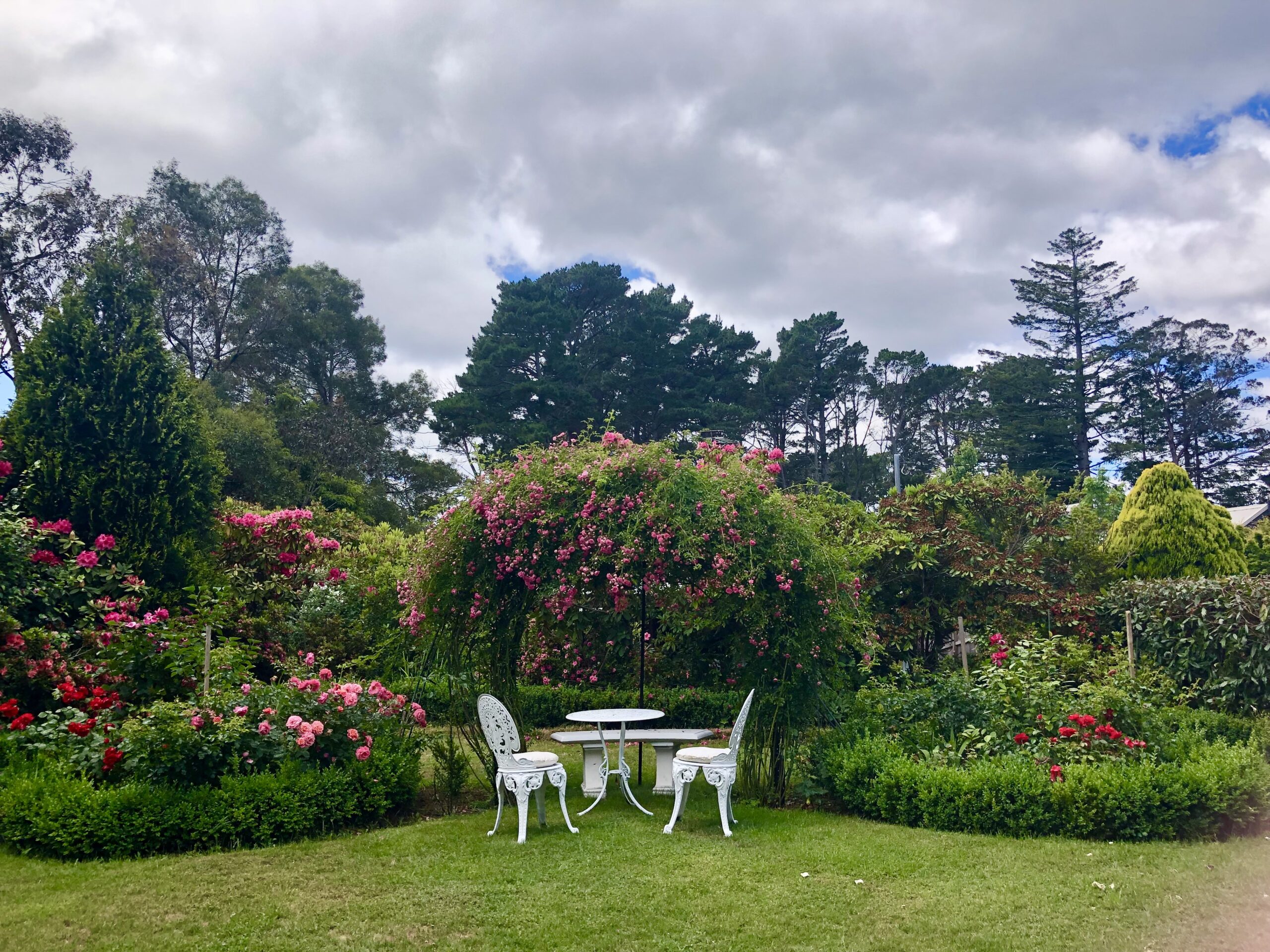 Heritage roses and rhododendrons in a member's garden in Blackheath.
