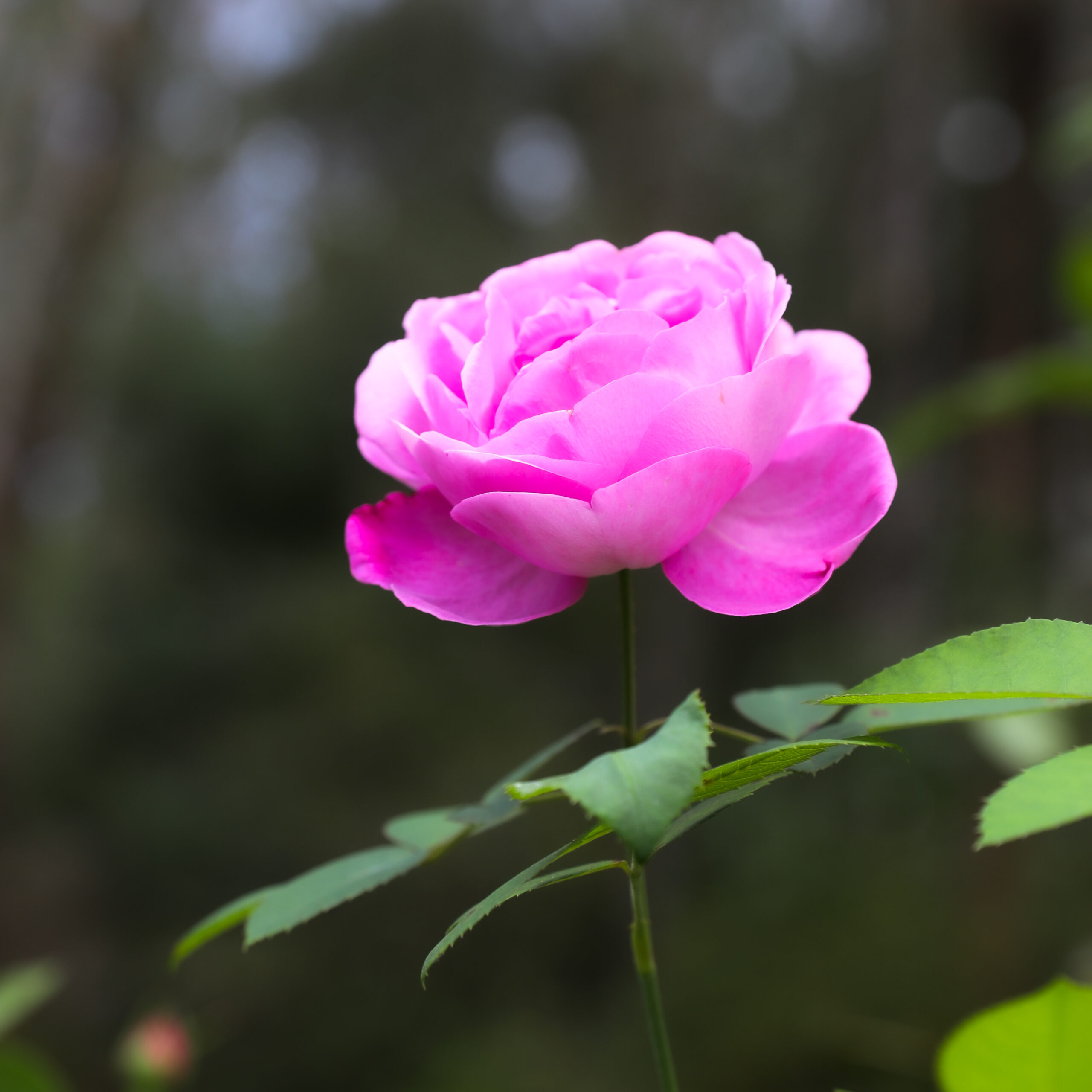 Heritage rose in member's garden at Sun Valley.